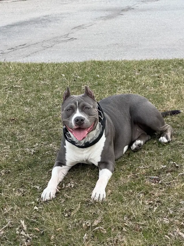 American bulldog mix