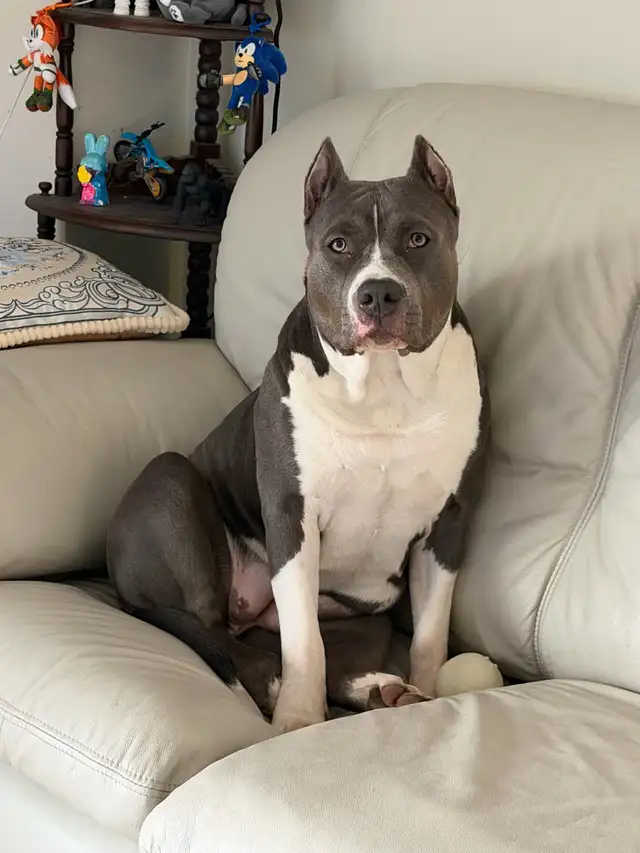 American bulldog mix - Photo 2