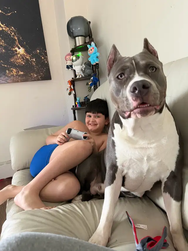 American bulldog mix - Photo 3