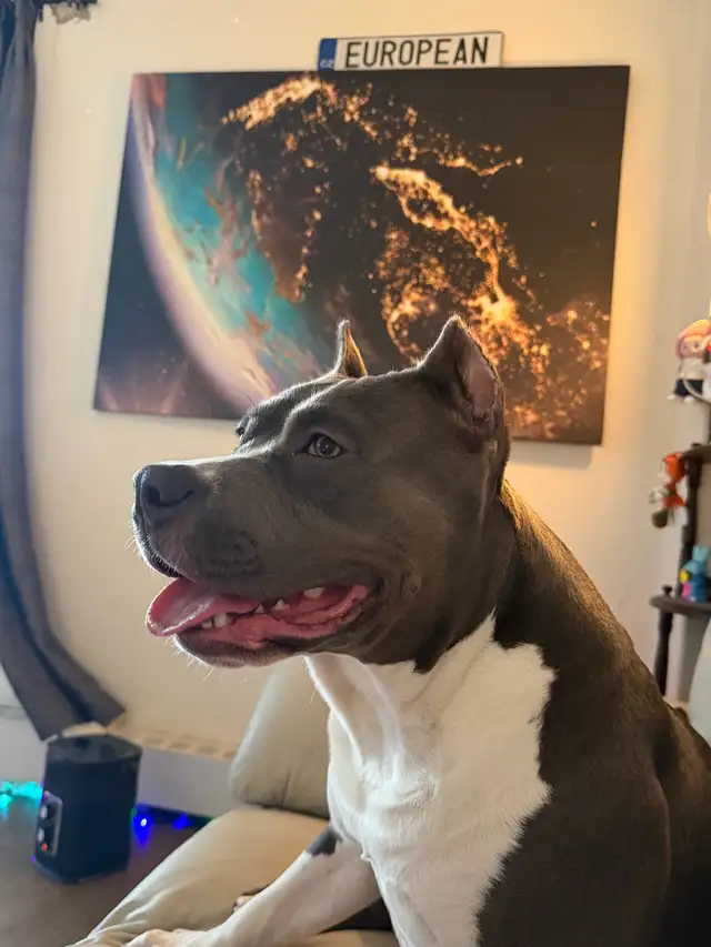 American bulldog mix - Photo 4