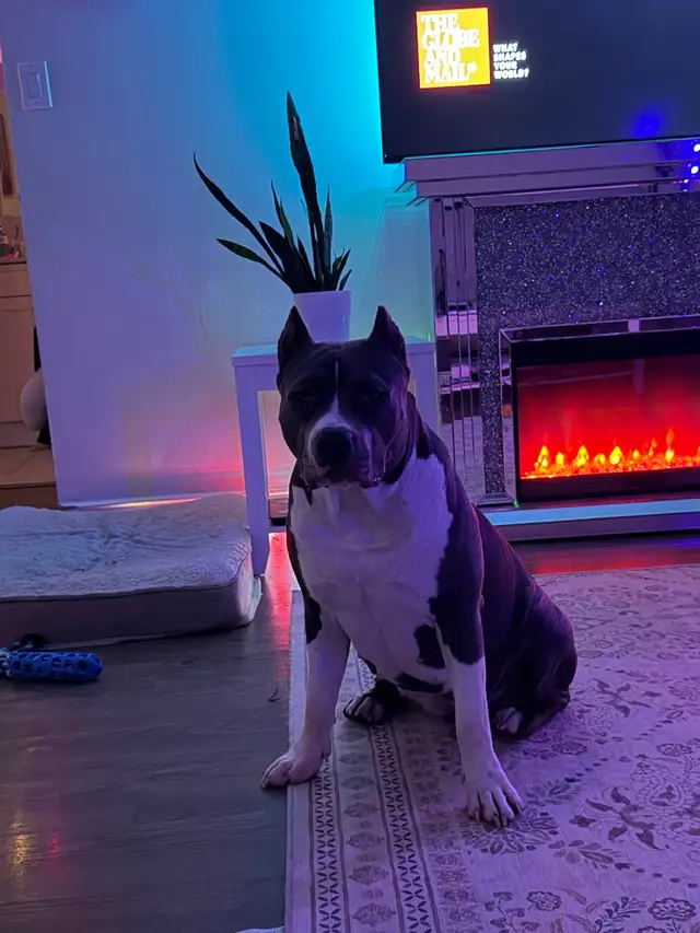 American bulldog mix - Photo 5