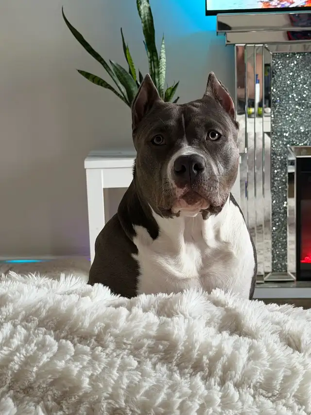 American bulldog mix - Photo 6