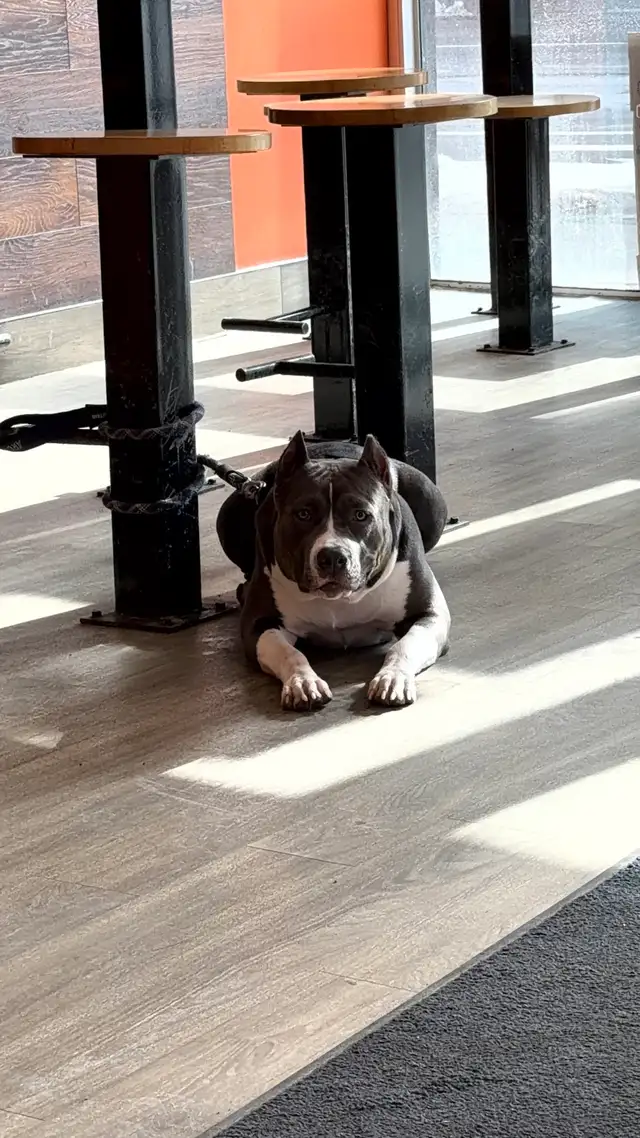 American bulldog mix - Photo 7