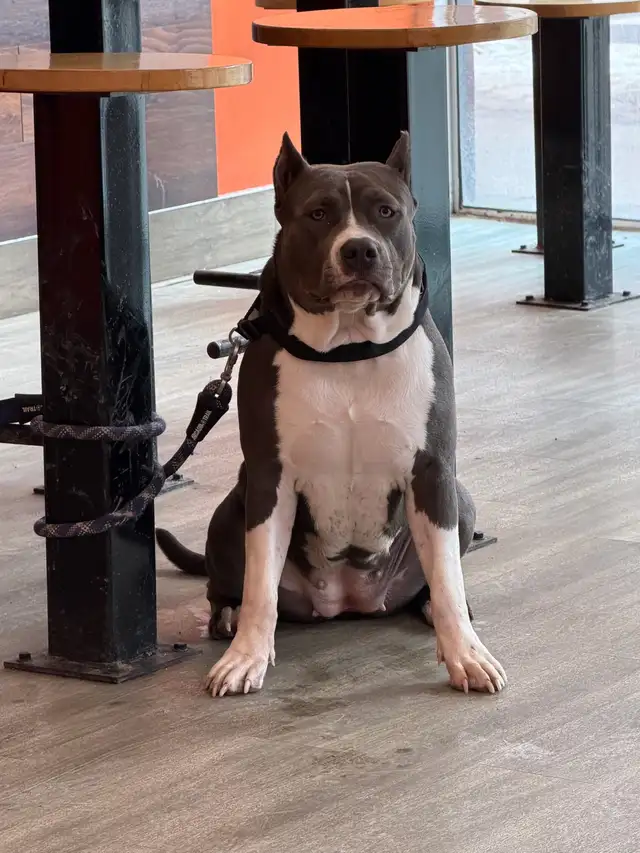 American bulldog mix - Photo 8