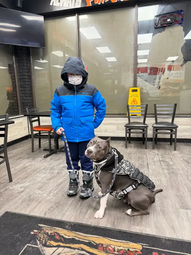 American bulldog mix - Photo 9