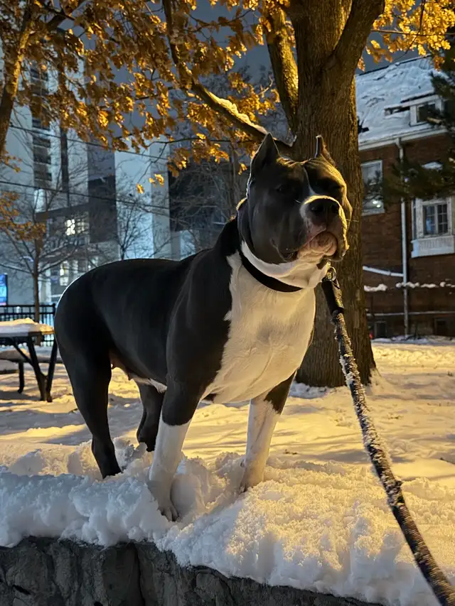 American bulldog mix - Photo 10