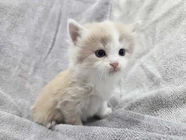 Adorable Farm raised kittens
