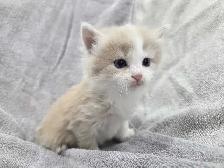 Adorable Farm raised kittens