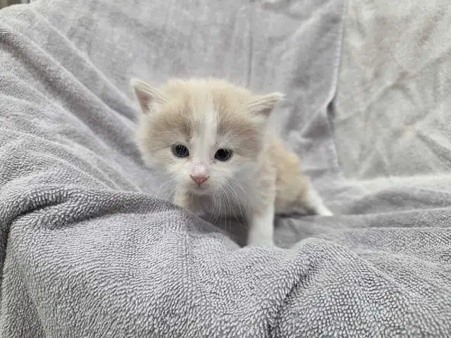 Adorable Farm raised kittens - Photo 2