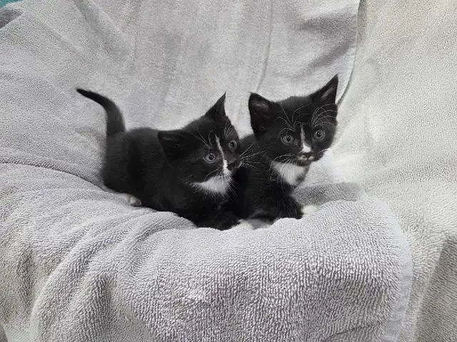 Adorable Farm raised kittens - Photo 3