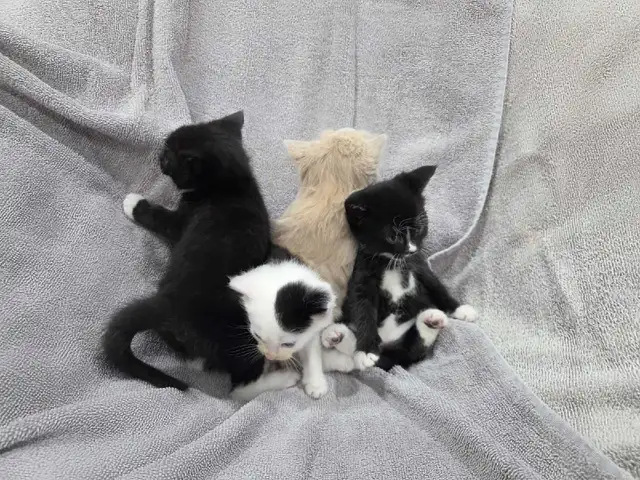 Adorable Farm raised kittens - Photo 4