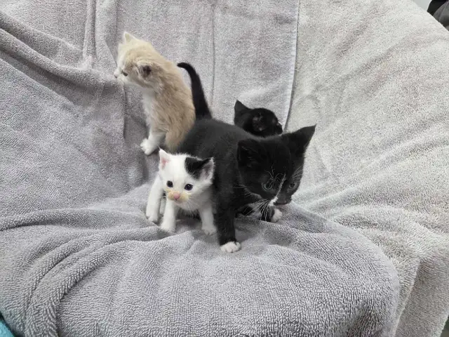 Adorable Farm raised kittens - Photo 5