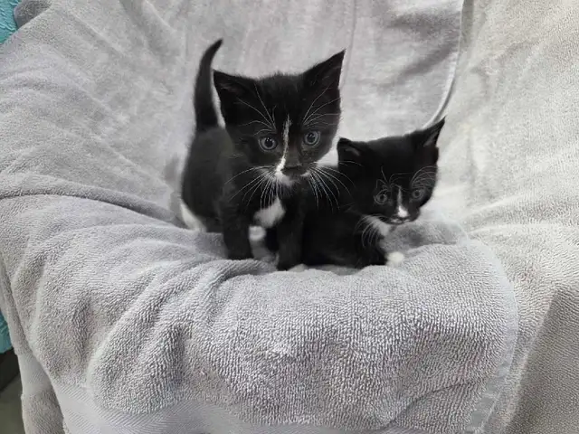 Adorable Farm raised kittens - Photo 6