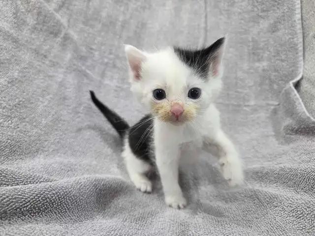 Adorable Farm raised kittens - Photo 7