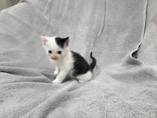 Adorable Farm raised kittens - Photo 8