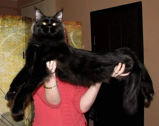 CHATON MAINECOON ENREGISTRER TICA