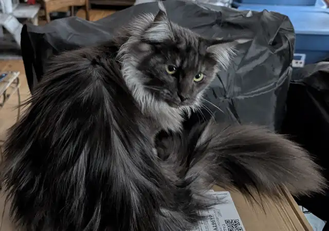 CHATON MAINECOON ENREGISTRER TICA - Photo 2