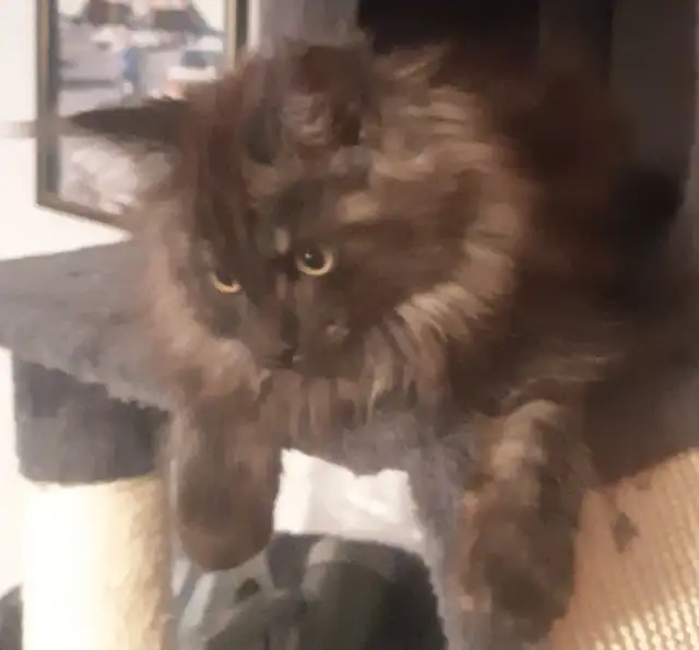 CHATON MAINECOON ENREGISTRER TICA - Photo 3