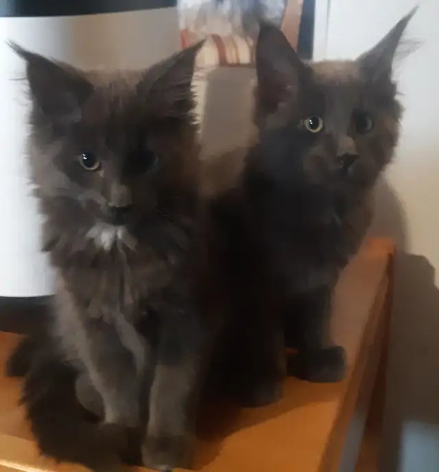 CHATON MAINECOON ENREGISTRER TICA - Photo 4