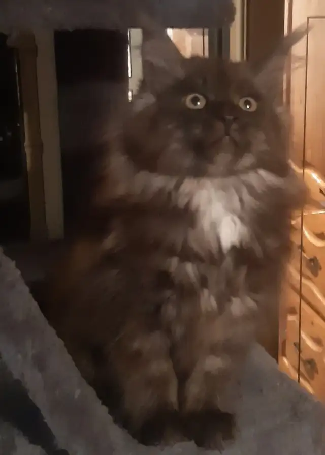 CHATON MAINECOON ENREGISTRER TICA - Photo 5