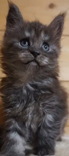 CHATON MAINECOON ENREGISTRER TICA - Photo 6