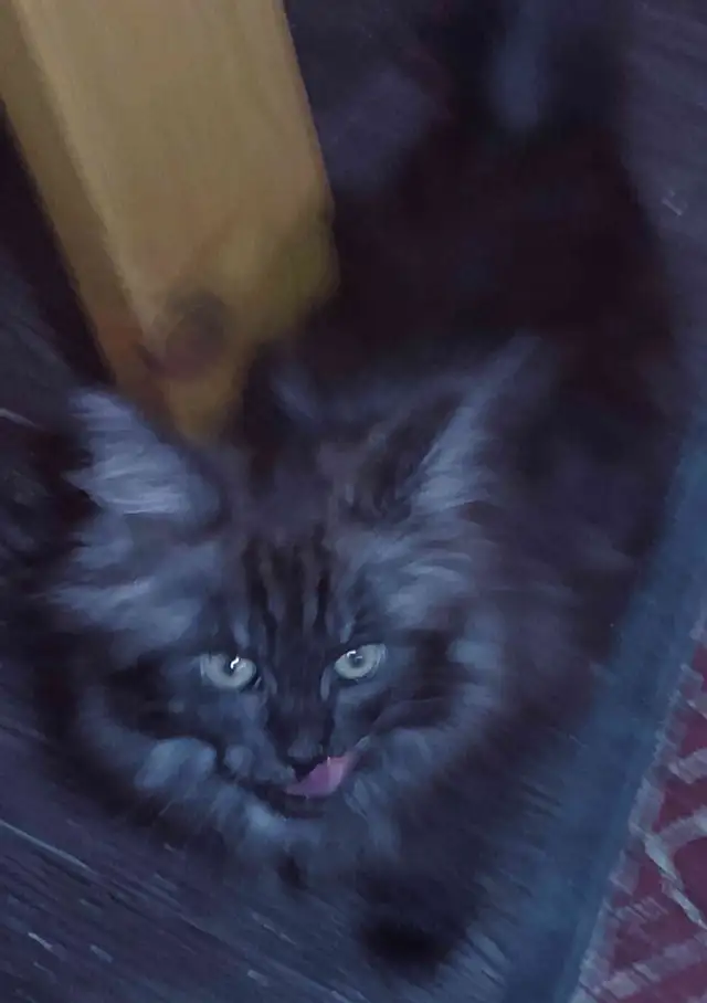 CHATON MAINECOON ENREGISTRER TICA - Photo 7