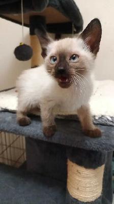 PRICE DROPPED PUREBRED SIAMESE