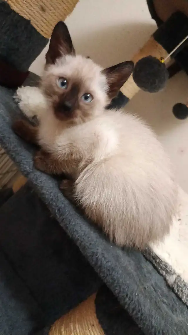 PRICE DROPPED PUREBRED SIAMESE - Photo 3