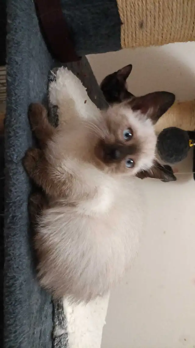 PRICE DROPPED PUREBRED SIAMESE - Photo 4