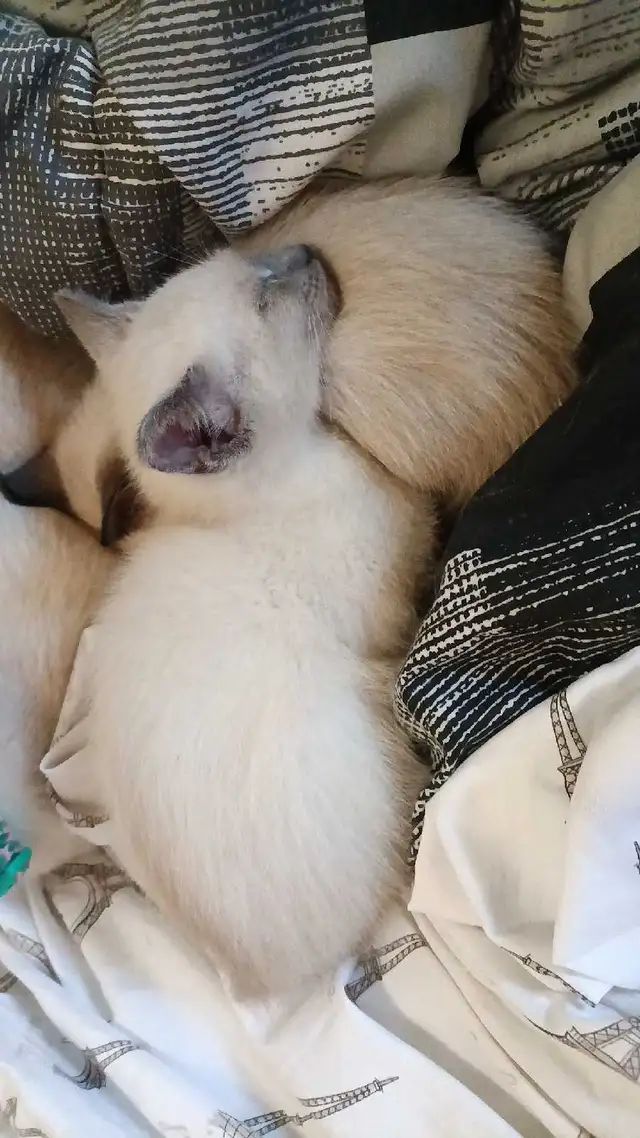 PRICE DROPPED PUREBRED SIAMESE - Photo 7