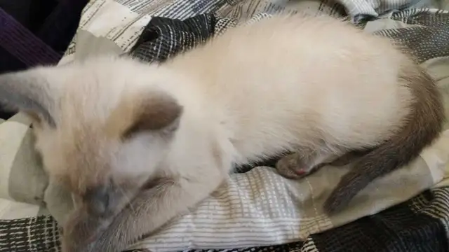 PRICE DROPPED PUREBRED SIAMESE - Photo 8