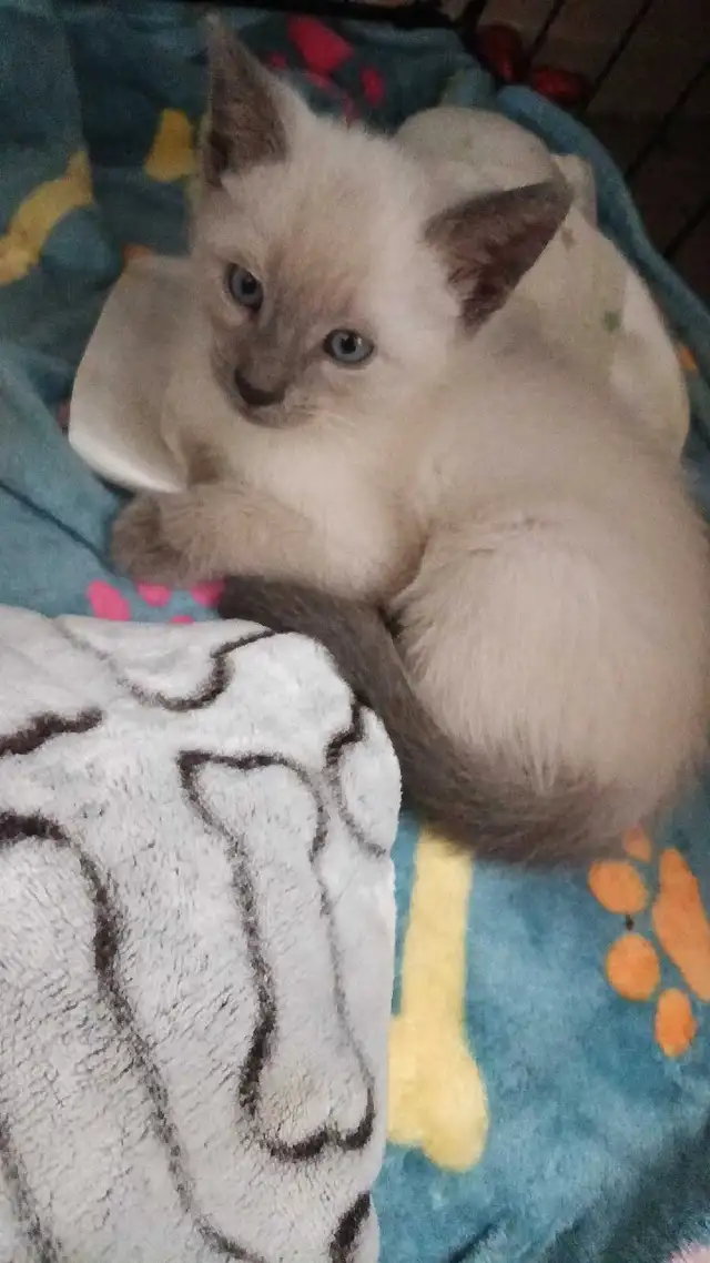 PRICE DROPPED PUREBRED SIAMESE - Photo 9