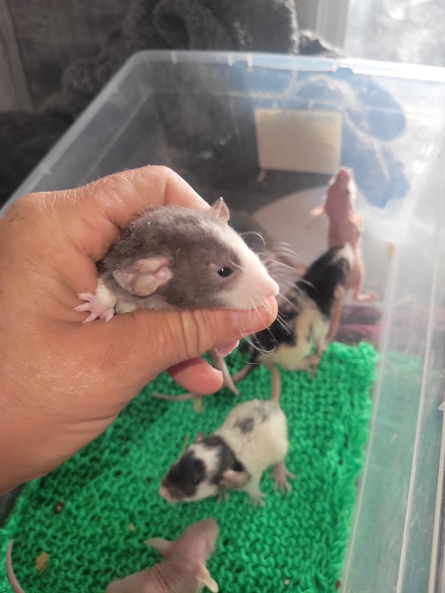 Baby rats
