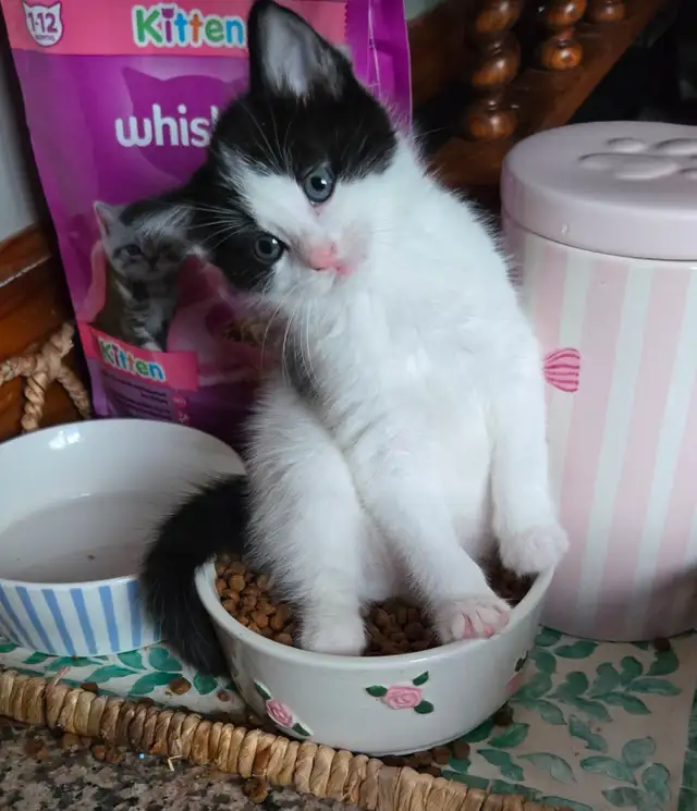 Belle petite chatte nee le 10 février en parfaite santé