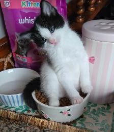 Belle petite chatte nee le 10 février en parfaite santé