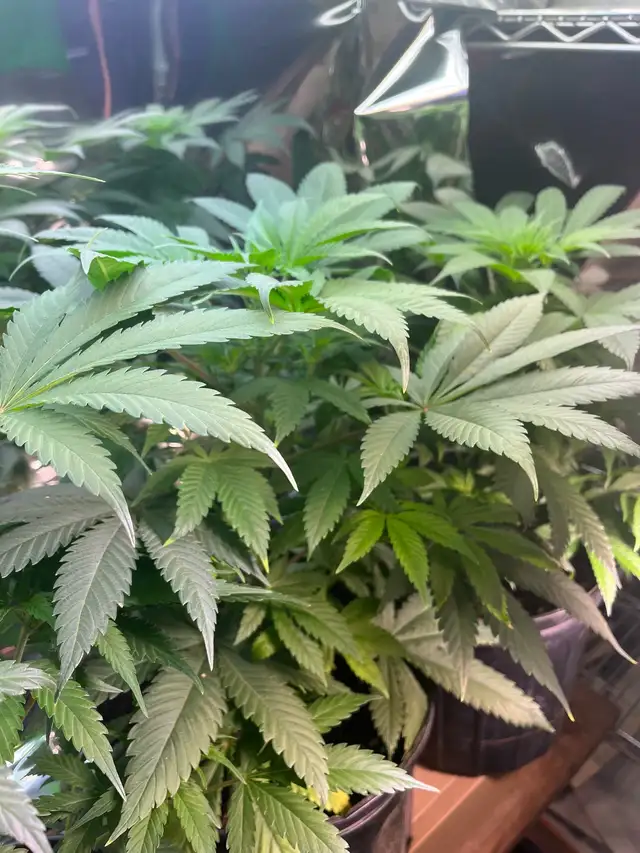 plants for 2026 - Photo 2