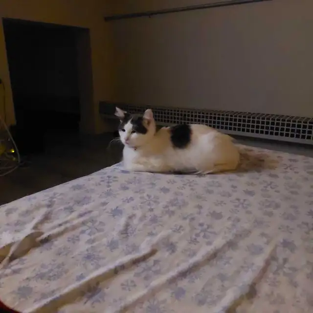 2  year old female unfixed cat available