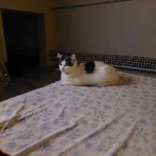 2  year old female unfixed cat available