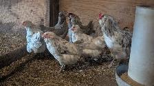 Americana hens
