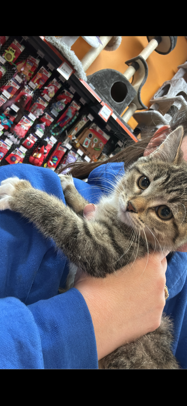 Chaton FEMELLE (7 mois) Oppéré, Vacciné, Vermifugé et Micropucé.