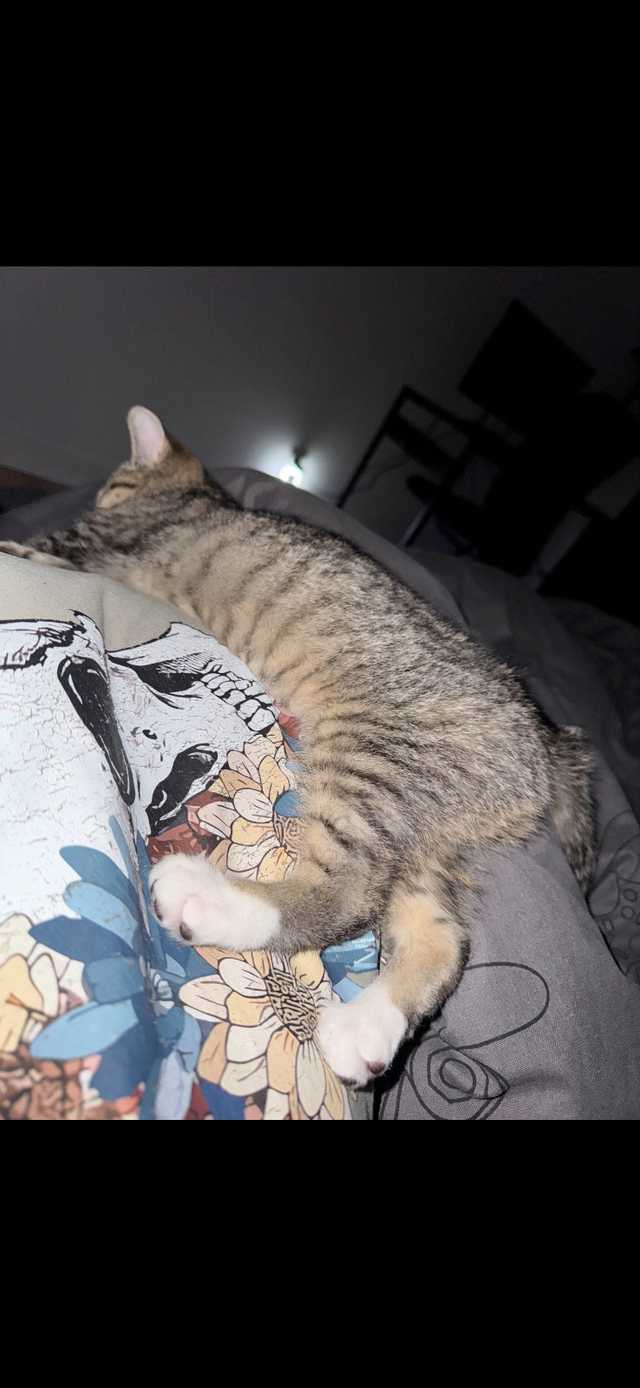 Chaton FEMELLE (7 mois) Oppéré, Vacciné, Vermifugé et Micropucé. - Photo 3