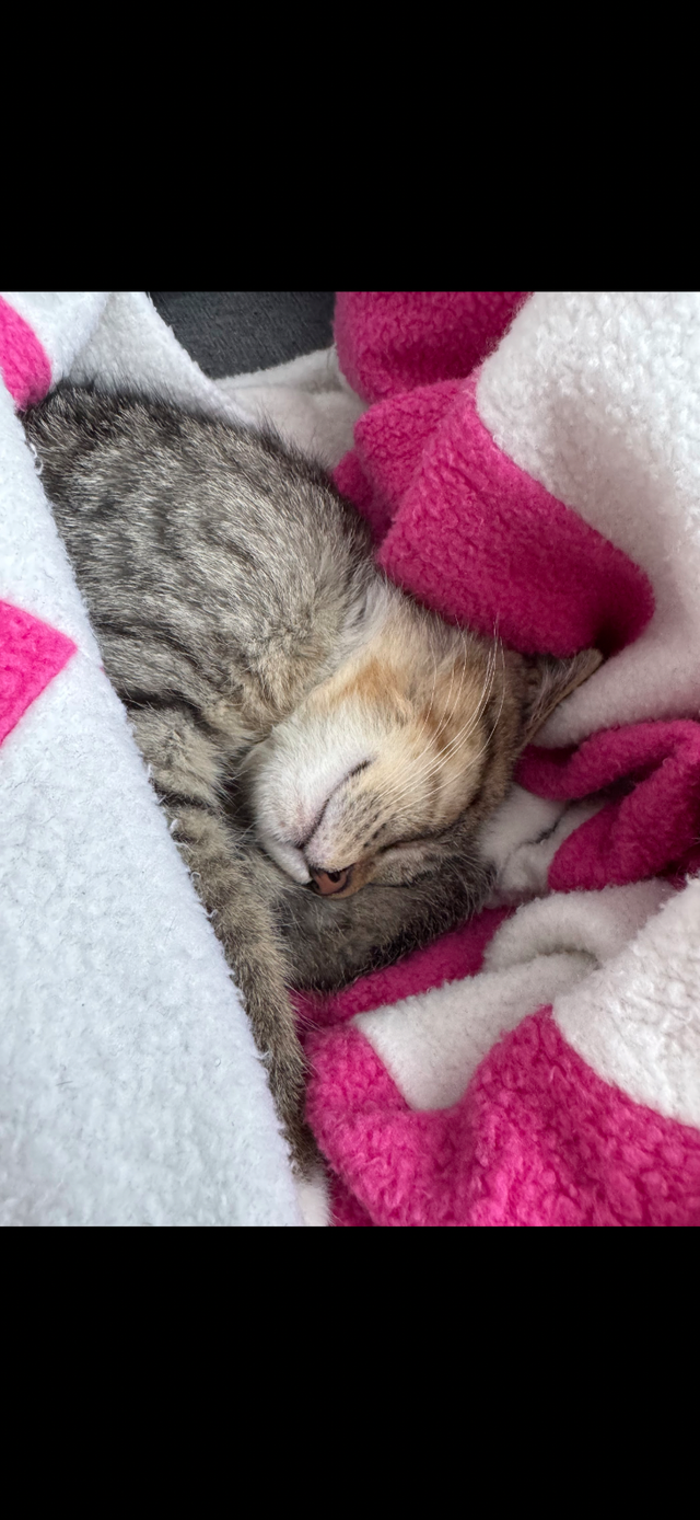 Chaton FEMELLE (7 mois) Oppéré, Vacciné, Vermifugé et Micropucé. - Photo 4