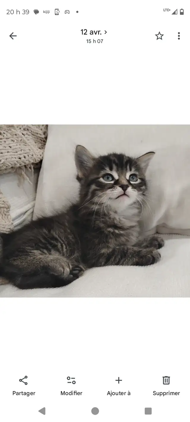 Chaton Sibérien hypoallergene