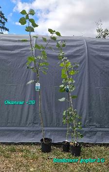 Okanese Poplar trees  for sale