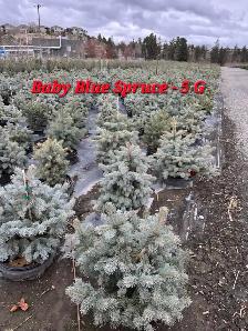 Spruce Trees for sale