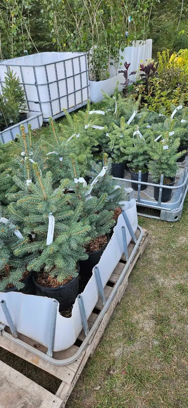 Spruce Trees for sale - Photo 2