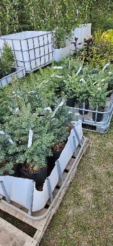 Spruce Trees for sale - Photo 2