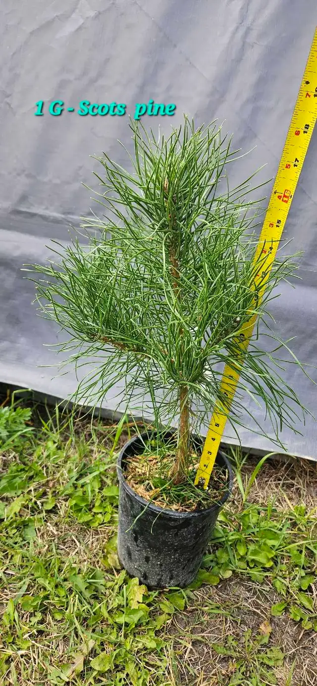 Spruce Trees for sale - Photo 3