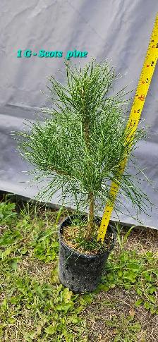 Spruce Trees for sale - Photo 3