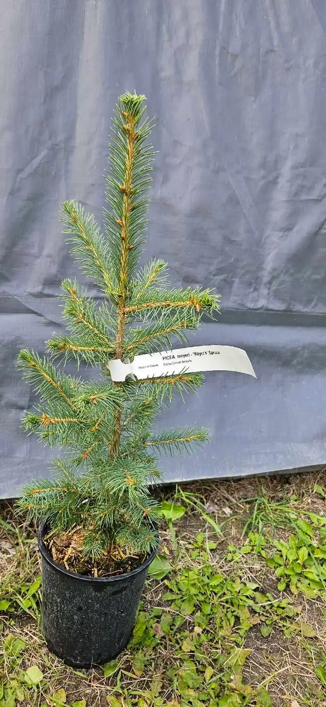 Spruce Trees for sale - Photo 4